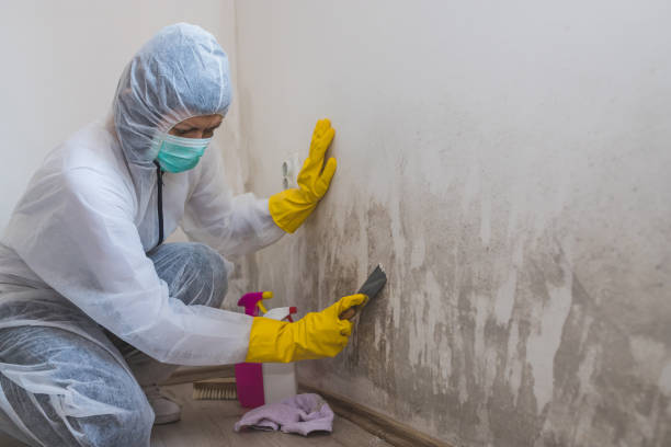 Best Residential Mold Remediation in Shaw, MS