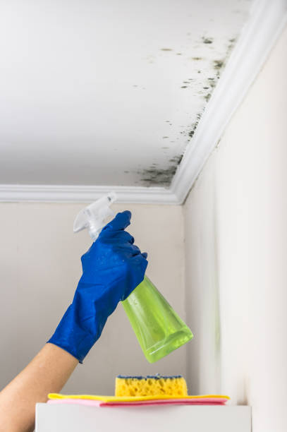 Best DIY Mold Remediation Support Services in Shaw, MS